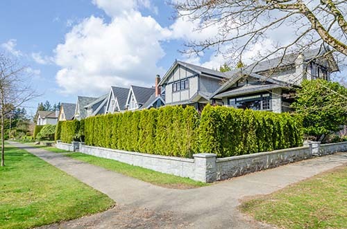 Privacy Trees covering front yard